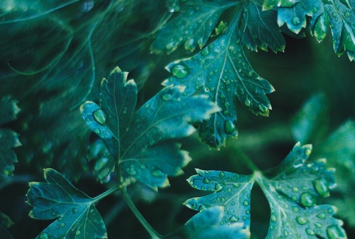 feuilles