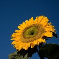 Isabelle gabreau sunflower-932226_1920